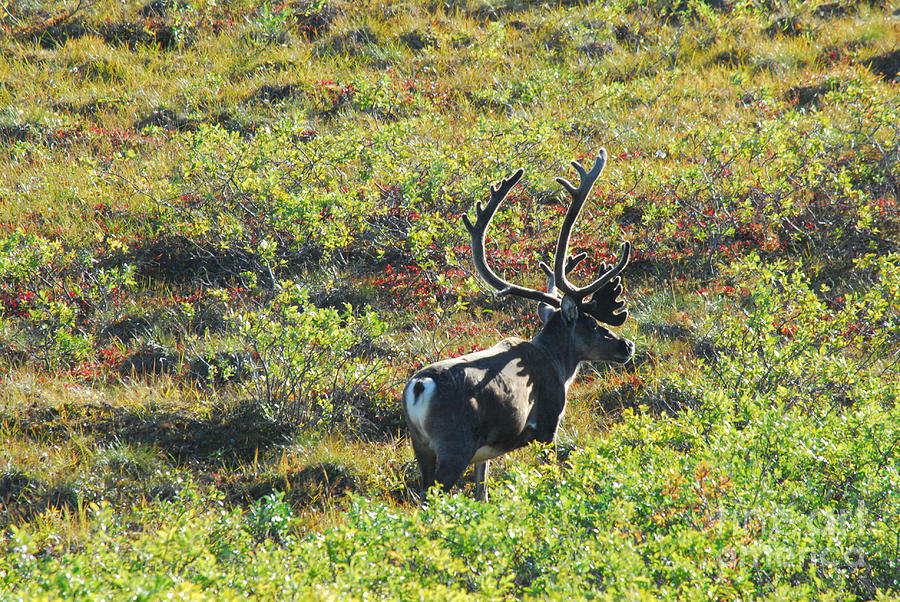 Caribou on the Tundra Photograph by Kelly Coursey Gray
