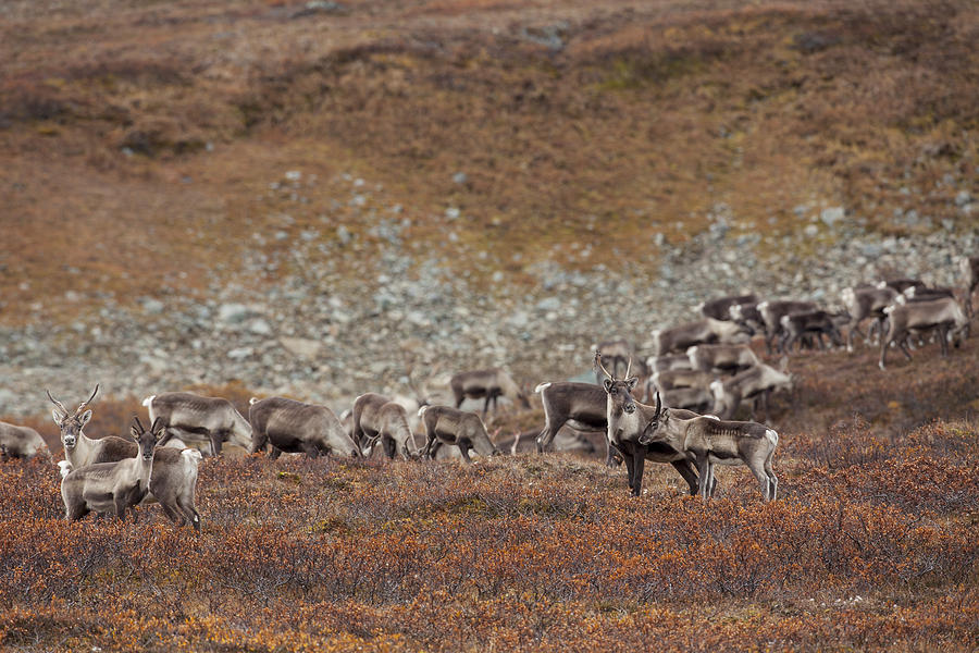 Caribou on the Tundra Photograph by Tim Grams - Fine Art America