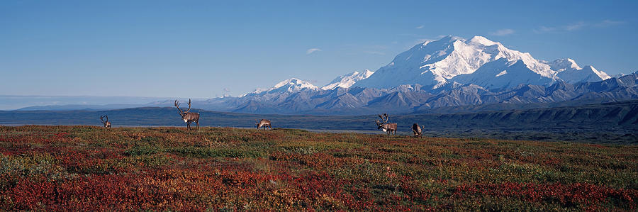 Caribou On Tundra With Mckinley Denali Photograph by Calvin Hall
