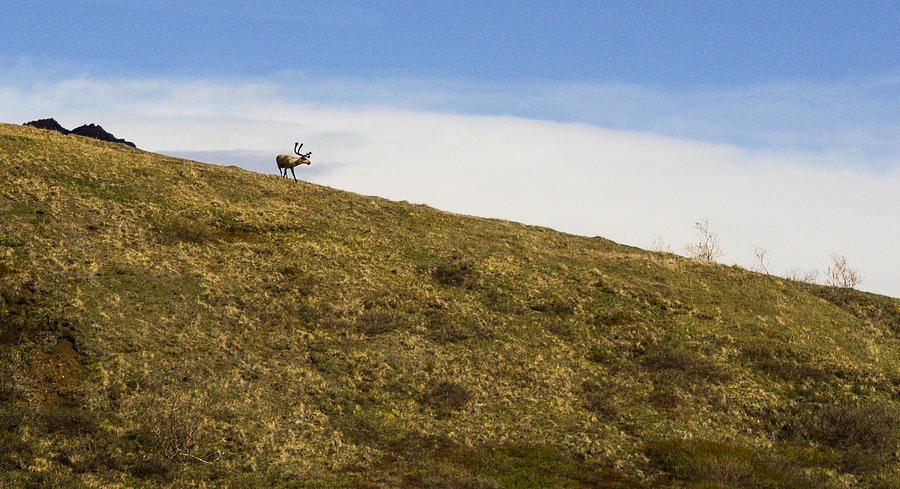 Caribou ridge Photograph by Barry Bohn