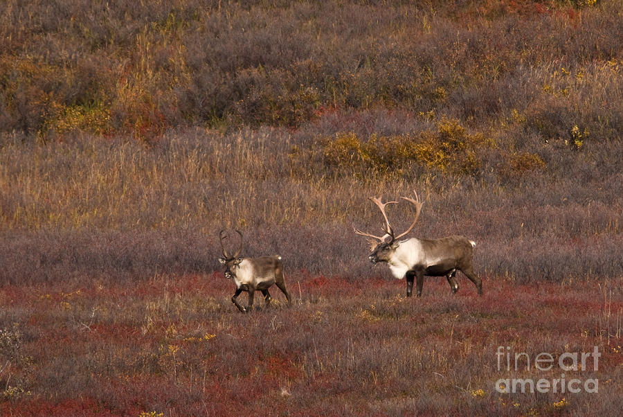 Caribou Photograph by Ron Sanford