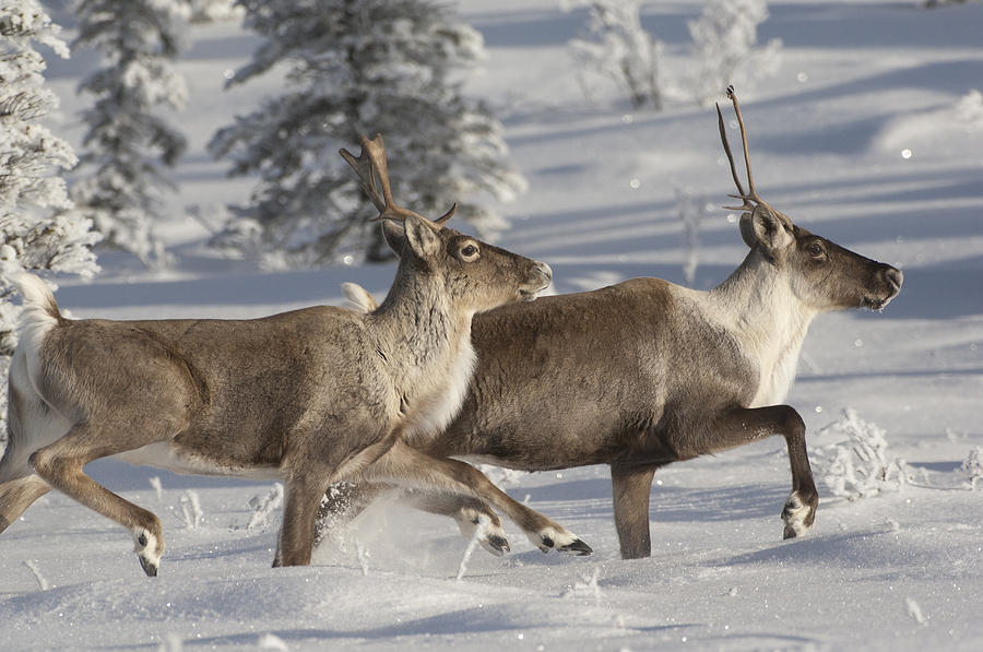Caribou Running In Snow Alaska Photograph by Michael Quinton