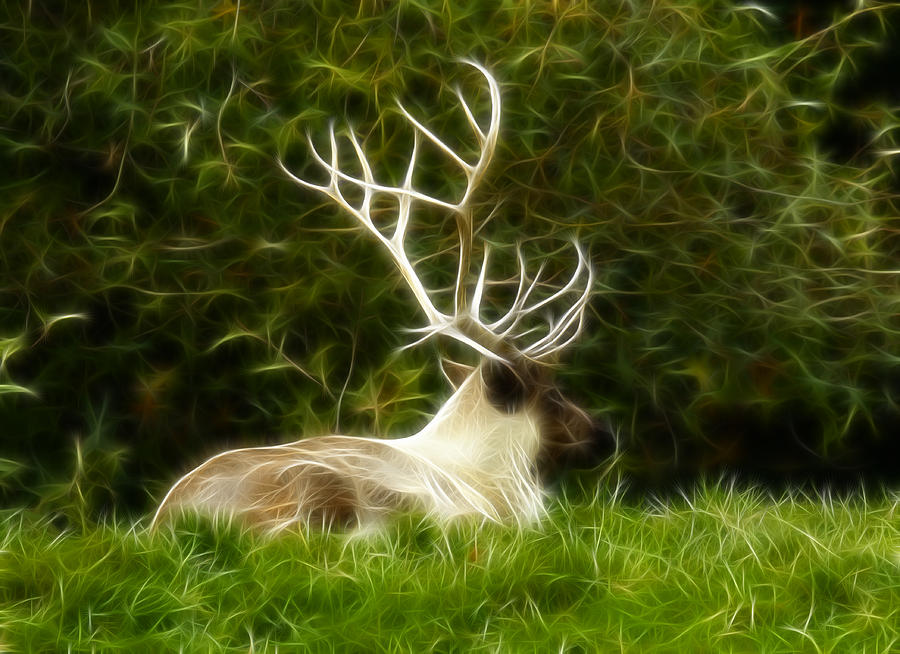 Caribou Photograph by Steve McKinzie - Pixels