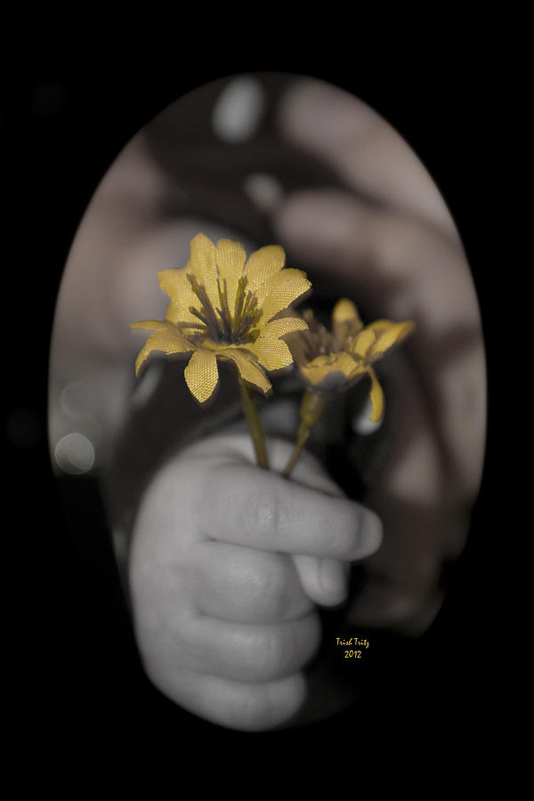 Flower Photograph - Carlees Daisy by Trish Tritz
