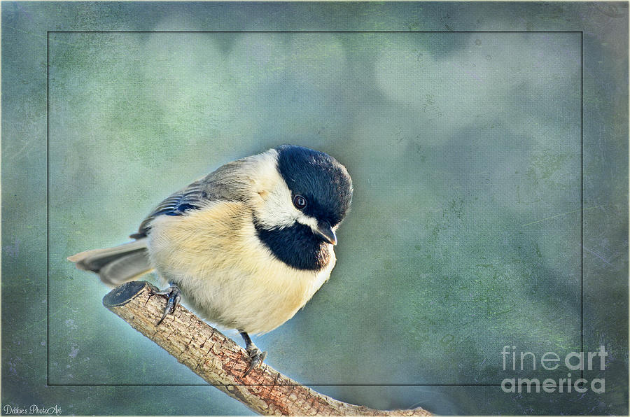 Carlina Chickadee with soft blue bokeh Photograph by Debbie Portwood