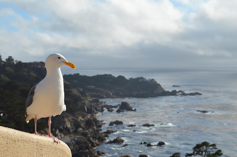 Seagull Photograph - Carlos the Pacific Gull by Anthony Smith