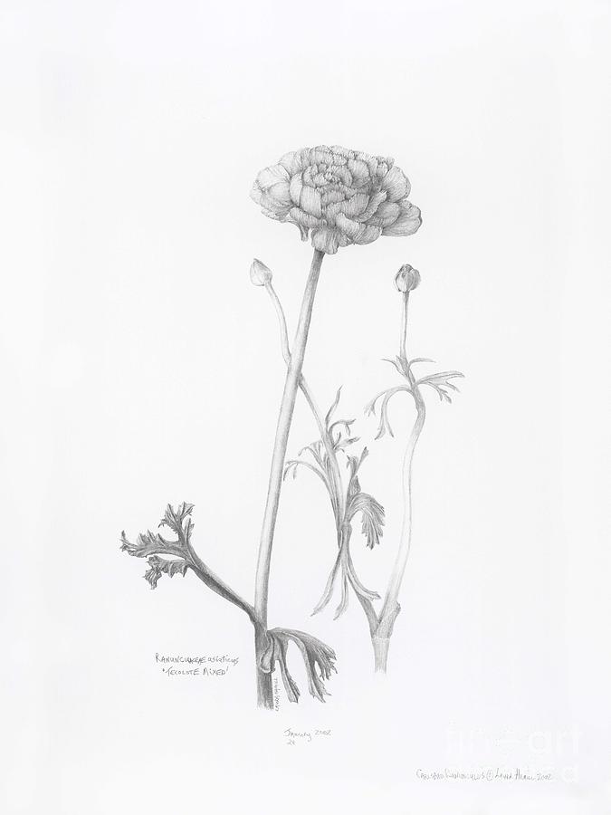 Carlsbad Ranunculus Drawing by Laura Hamill