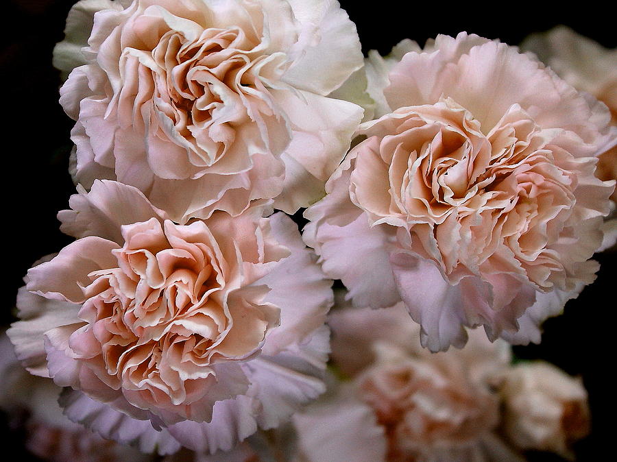 Flower Photograph - Carmel Carnations by Mavis Reid Nugent