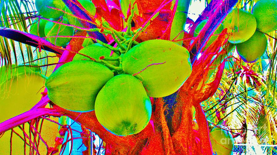 Carmens Coconuts Photograph by Keri West