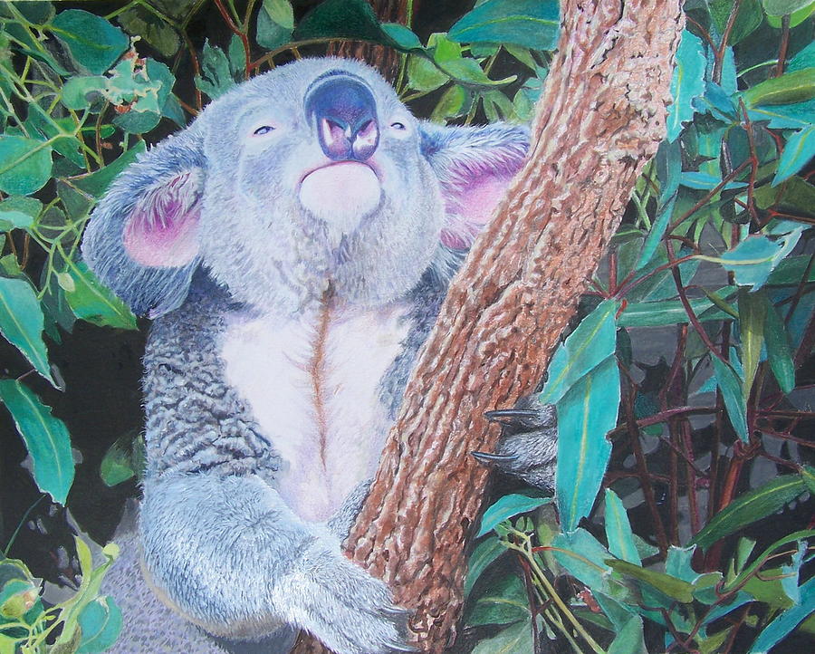 Carmens Koala  Mixed Media by Constance Drescher