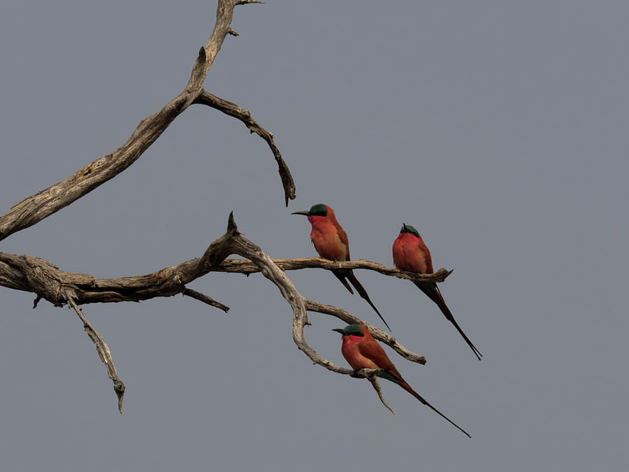 Carmine Bee-eaters Merops Nubicoides Photograph by Panoramic Images ...