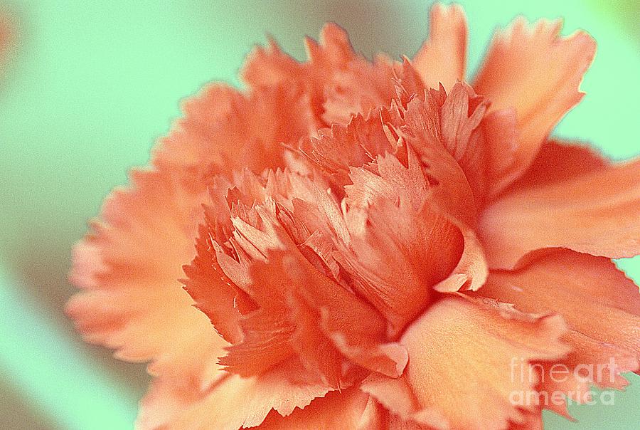 Carnation Photograph by Amalia Suruceanu