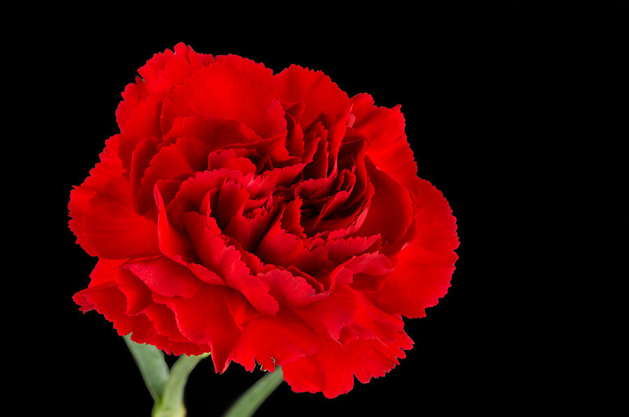 Nature Photograph - Carnation closeup by David Head