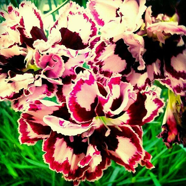 Flower Photograph - #carnation #dianthus #beautiful by M R M