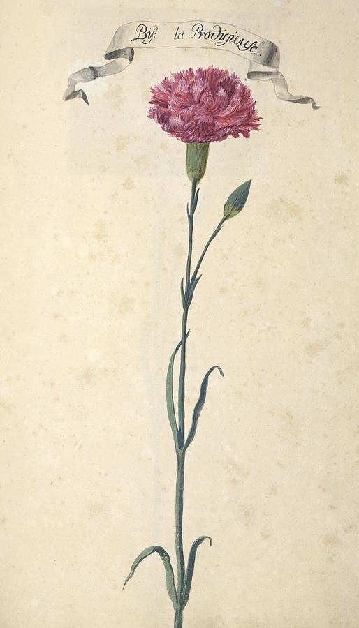 Carnation (Dianthus sp.), artwork Photograph by Science Photo Library ...