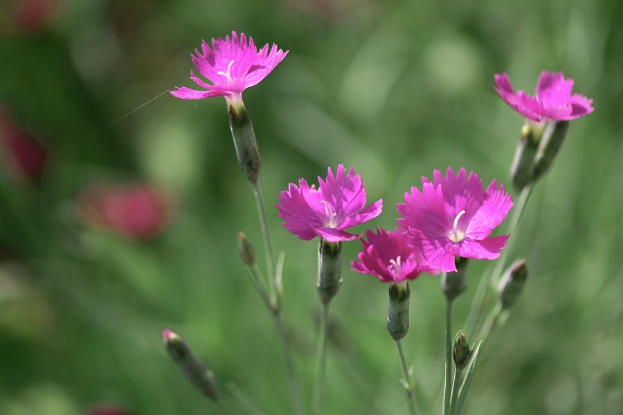 Carnation (dianthus Sp.) Flowers Photograph by Maria Mosolova/science Photo Library