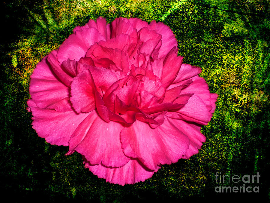 Carnation for You Photograph by Mariola Bitner