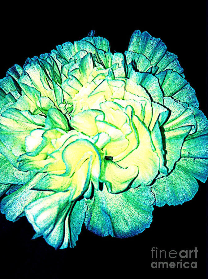 Carnation Photograph by Gayle Price Thomas