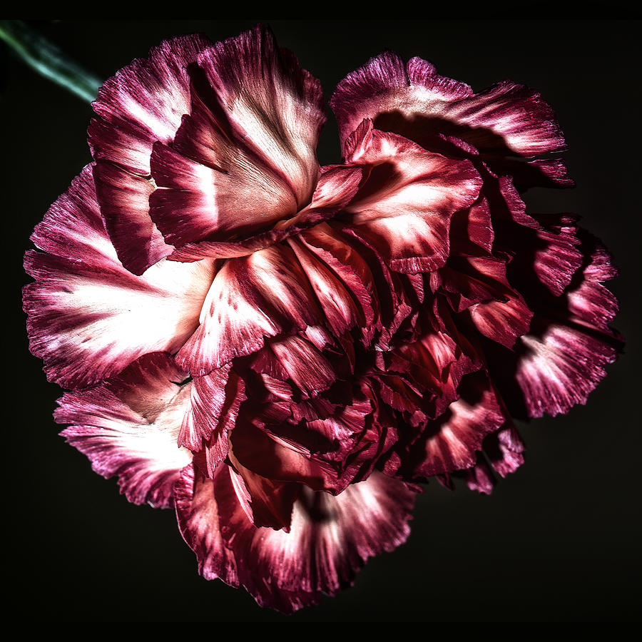 Carnation Heart Photograph by Bill and Linda Tiepelman