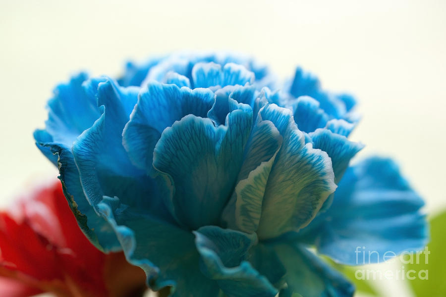 Carnation in Blue Photograph by Crystal Harman