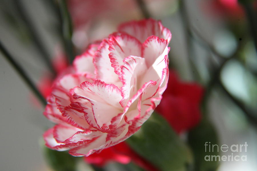 Carnation Photograph by Lynn England