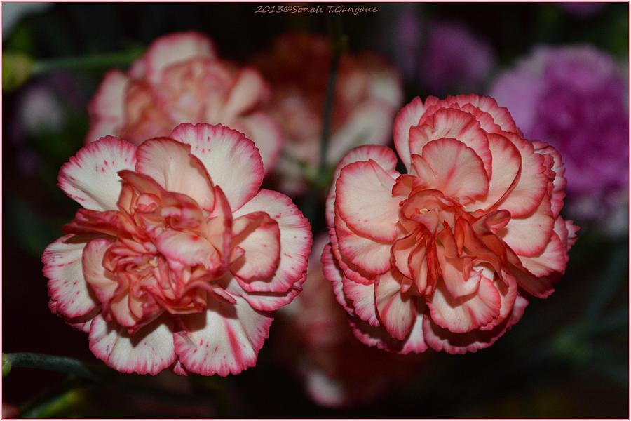 Holiday Photograph - Carnation Magic by Sonali Gangane