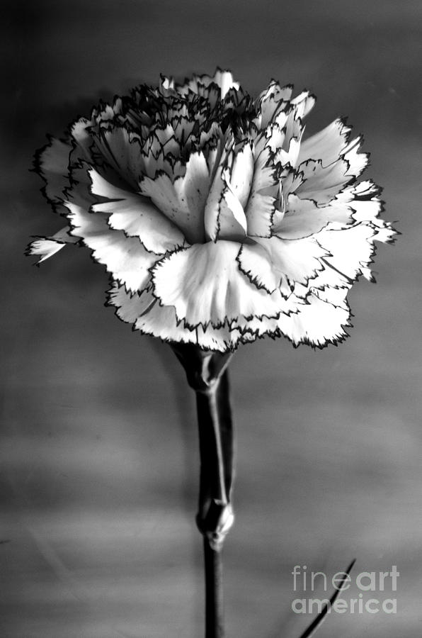 Carnation Digital Art by Pravine Chester