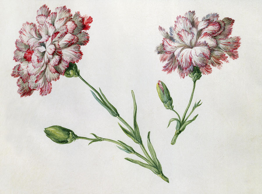 Flower Painting - Carnations by Claude Aubriet