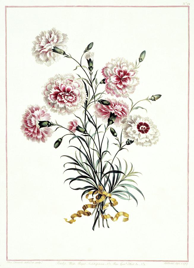 Carnations Dianthus Sp Photograph by Natural History Museum, London/science Photo Library