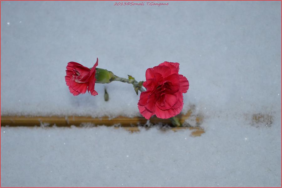 Carnations in Snow Photograph by Sonali Gangane