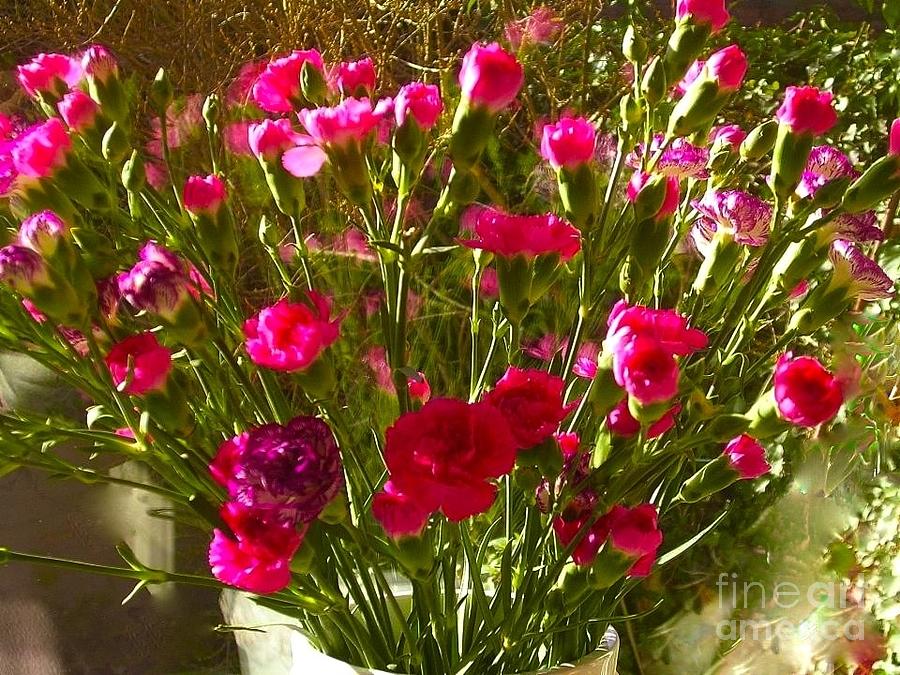 Flower Photograph - Carnations by Joan-Violet Stretch