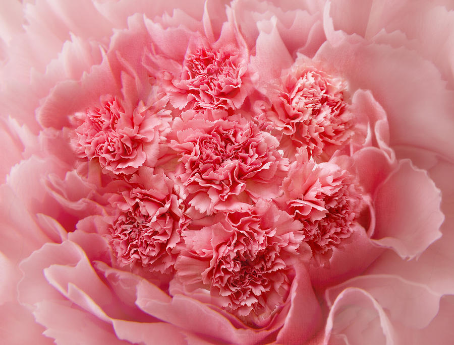 Carnations Photograph by Marina Kojukhova