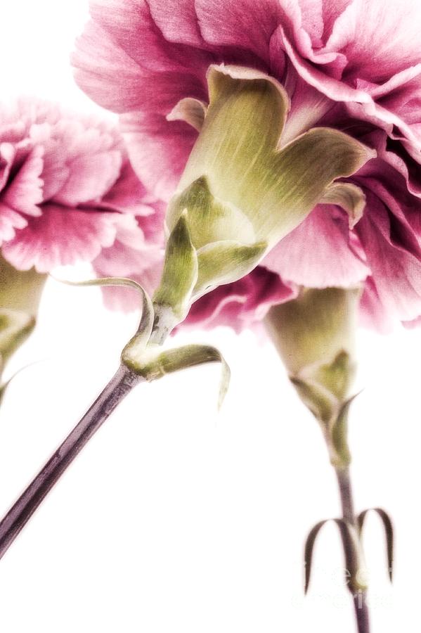 Flower Photograph - Carnations by Priska Wettstein