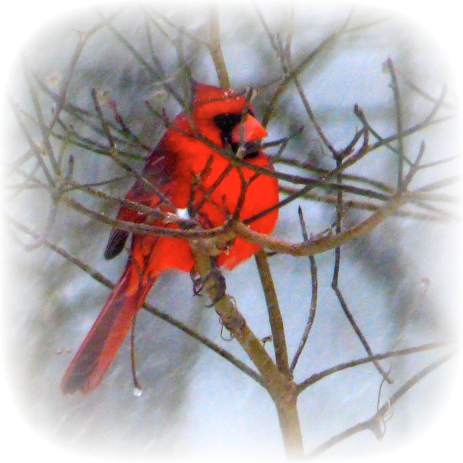 Cardinal on Snowy Day Photograph by Jean Wright