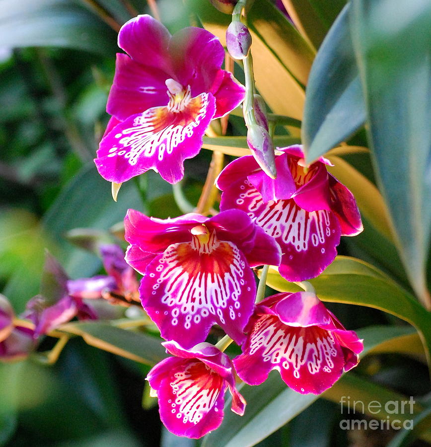 Orchid Photograph - Carnivale Okika Orchids by Nancy Mueller