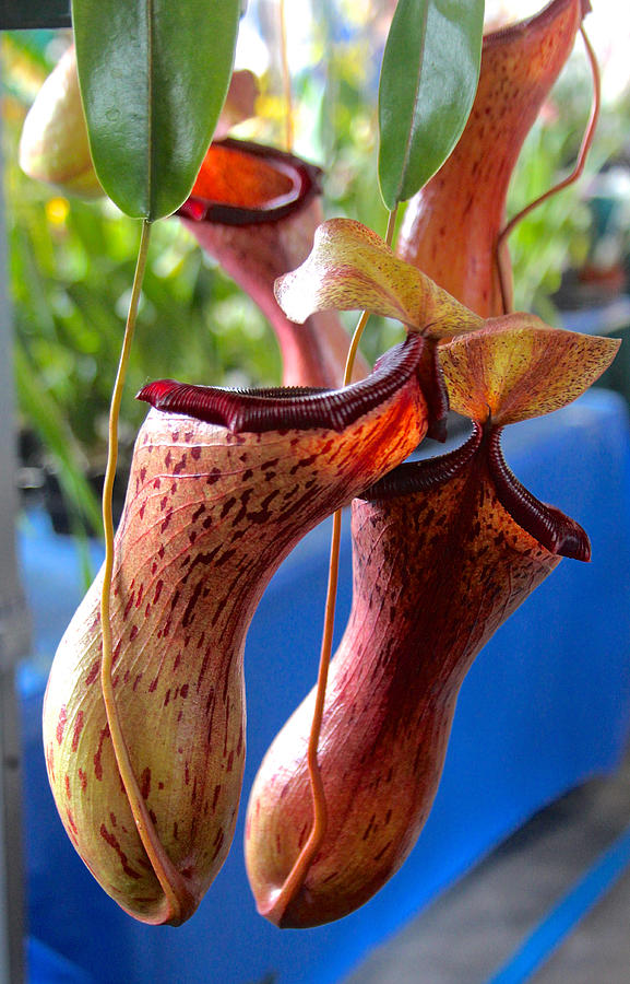 Carnivorous Pitcher Plants Photograph by Venetia Featherstone-Witty