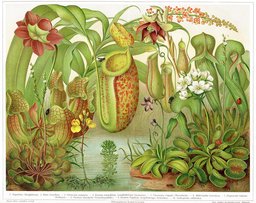 Carnivorous Plants Photograph by Cordelia Molloy/science Photo Library