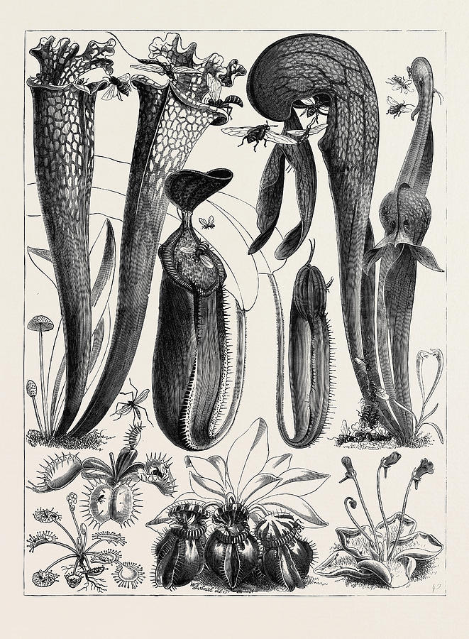 Carnivorous Plants In The Royal Botanic Gardens Drawing by English