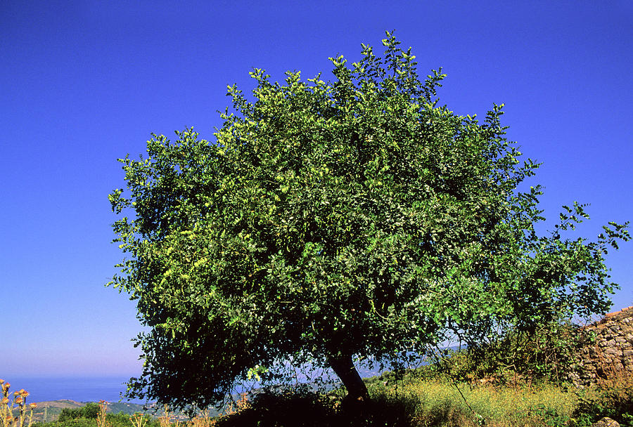 Carob Tree (ceratonia Siliqua) by Science Photo Library