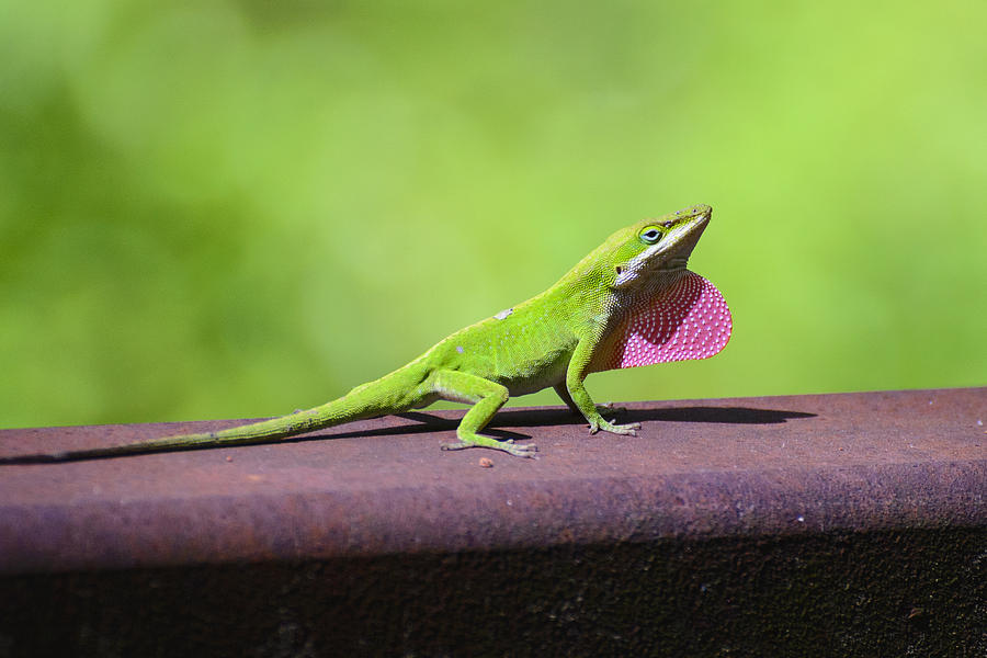 Carolina Anole Lizard With Red Throat Fan Photograph by Steve Samples