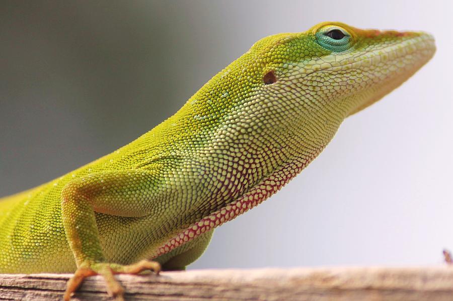 Carolina anole Photograph by Lorri Crossno