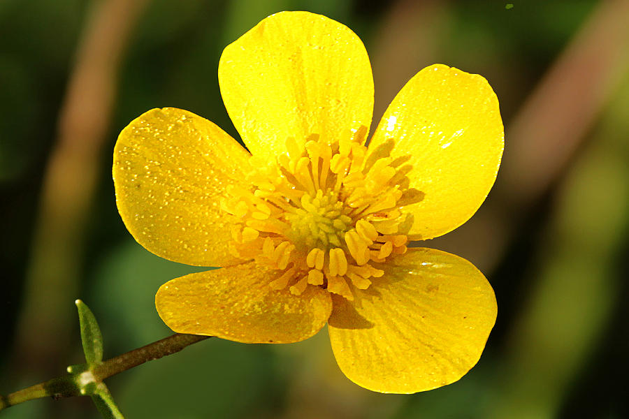 Buttercup Ranunculus