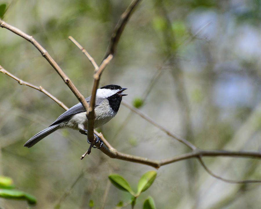 Carolina Chickadee Calling Photograph by Steve Samples