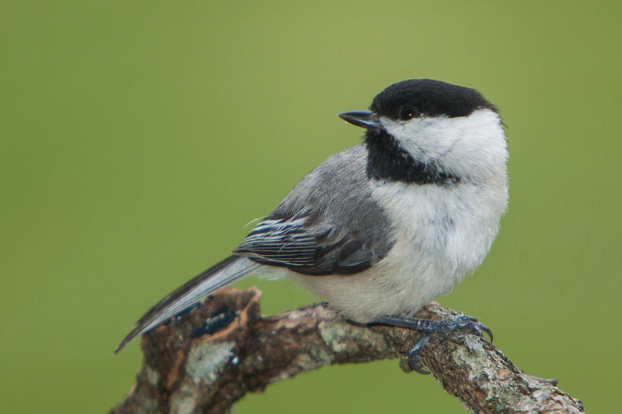 Carolina Chickadee Photograph By Jurgen Lorenzen - Fine Art America