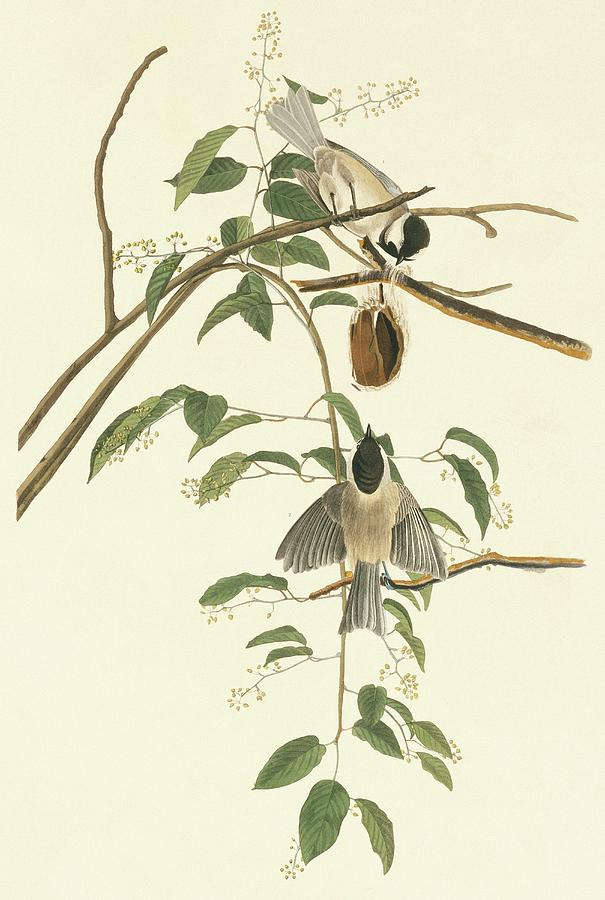 Carolina Chickadee Photograph by Natural History Museum, London/science Photo Library