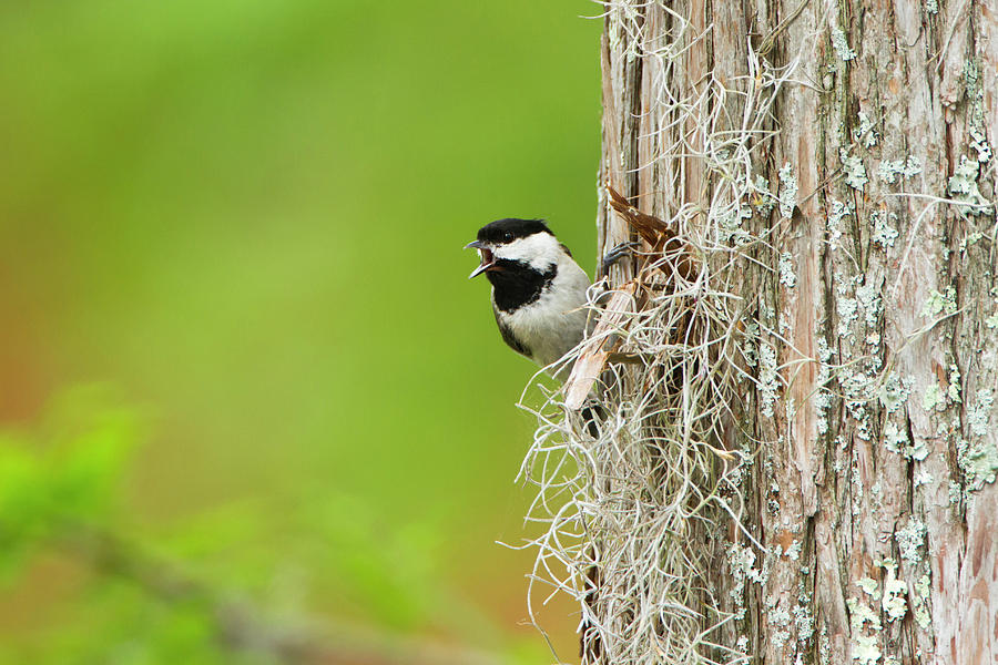 Adult Photograph - Carolina Chickadee (poecile Carolinensis by Larry Ditto Adult Photograph - Carolina Chickadee (poecile Carolinensis by Larry Ditto