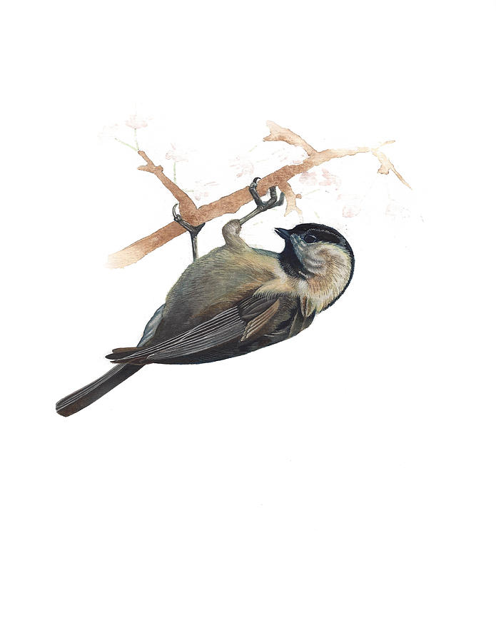 Chickadee Painting - Carolina Chickadee by Rachel Root Chickadee Painting - Carolina Chickadee by Rachel Root