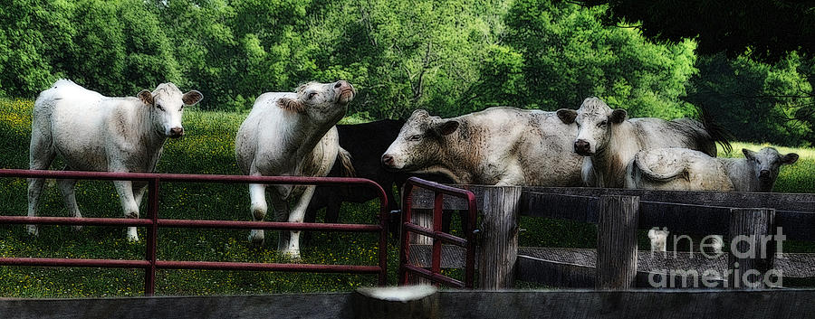 Carolina Cows Photograph by Lydia Holly