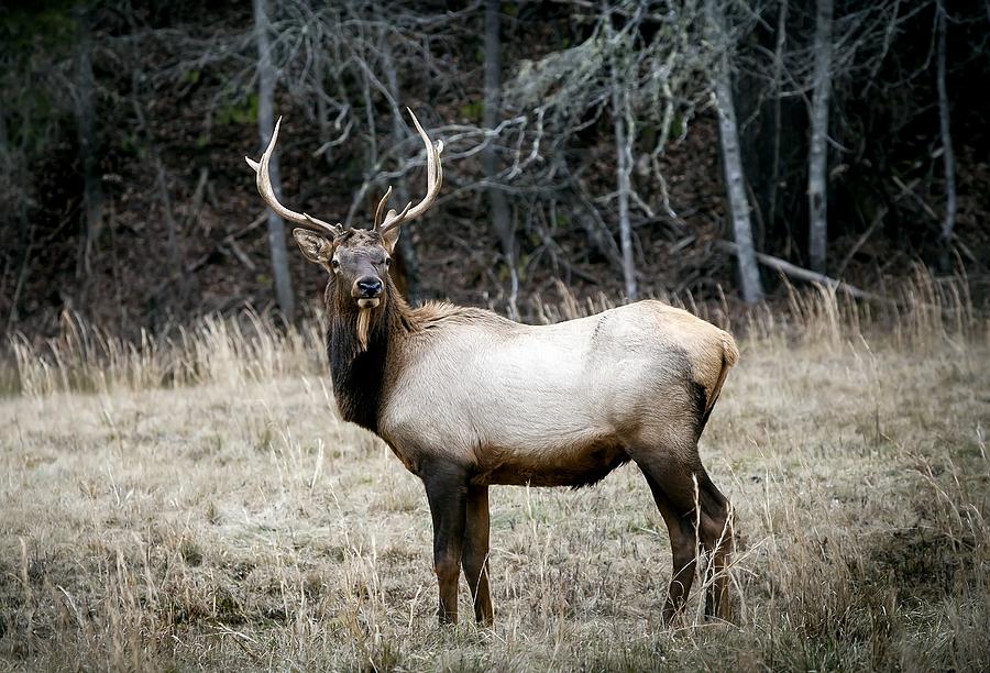 Carolina Elk Photograph By Terry Spencer - Fine Art America