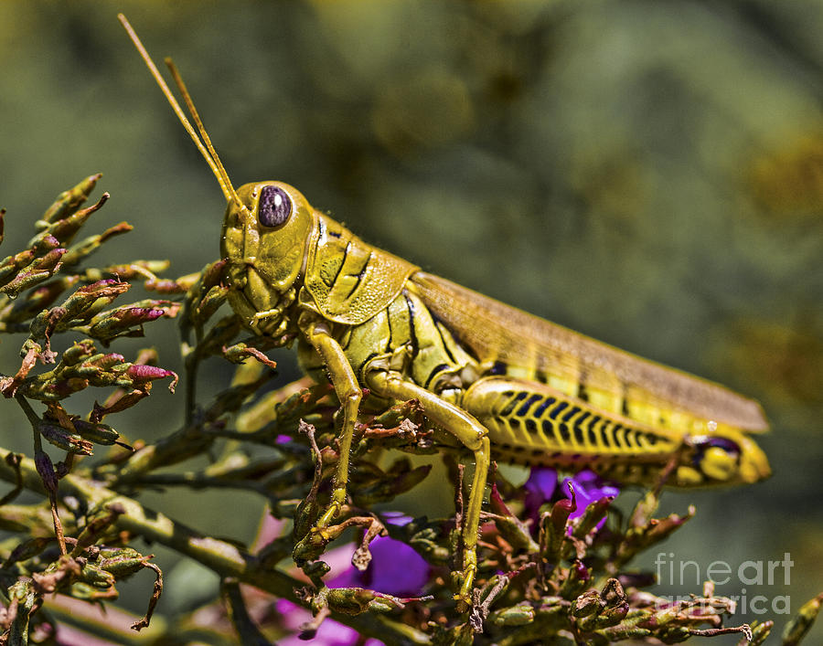 Carolina Grasshopper Photograph by Ronald Lutz